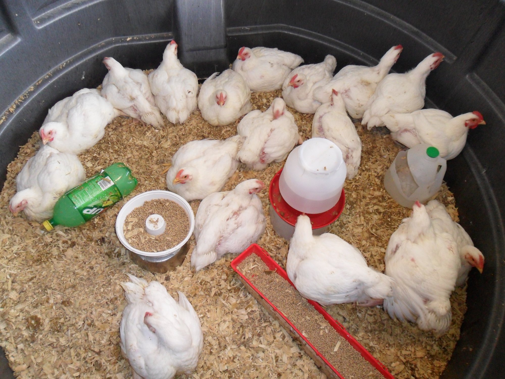 How To Raise Chickens For Meat Tips And Pictures Backyard Chickens Learn How To Raise Chickens 