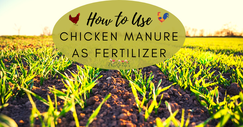 How To Use Chicken Manure as Garden Fertilizer | BackYard Chickens ...