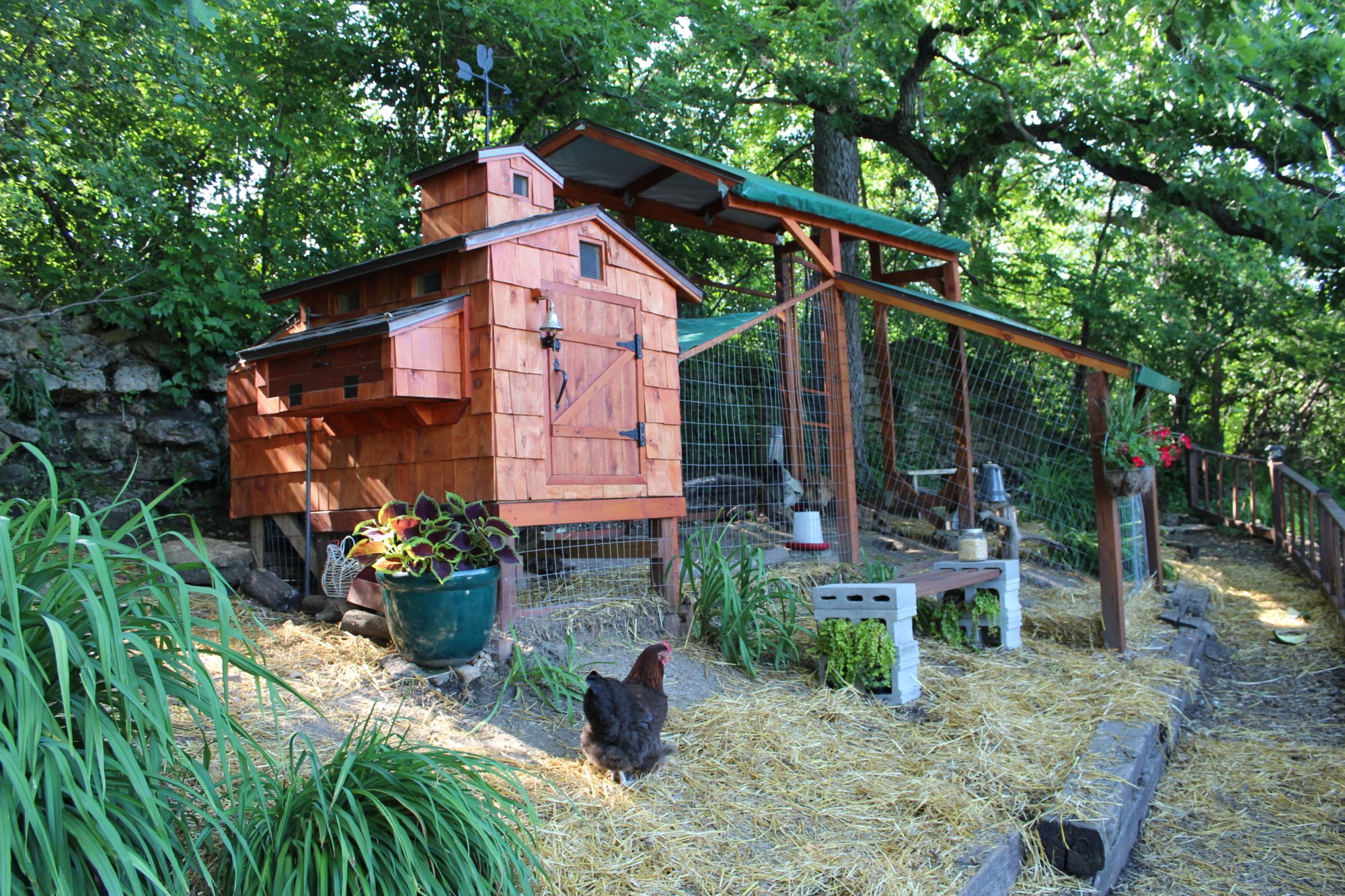 Iowa Coop | BackYard Chickens - Learn How to Raise Chickens