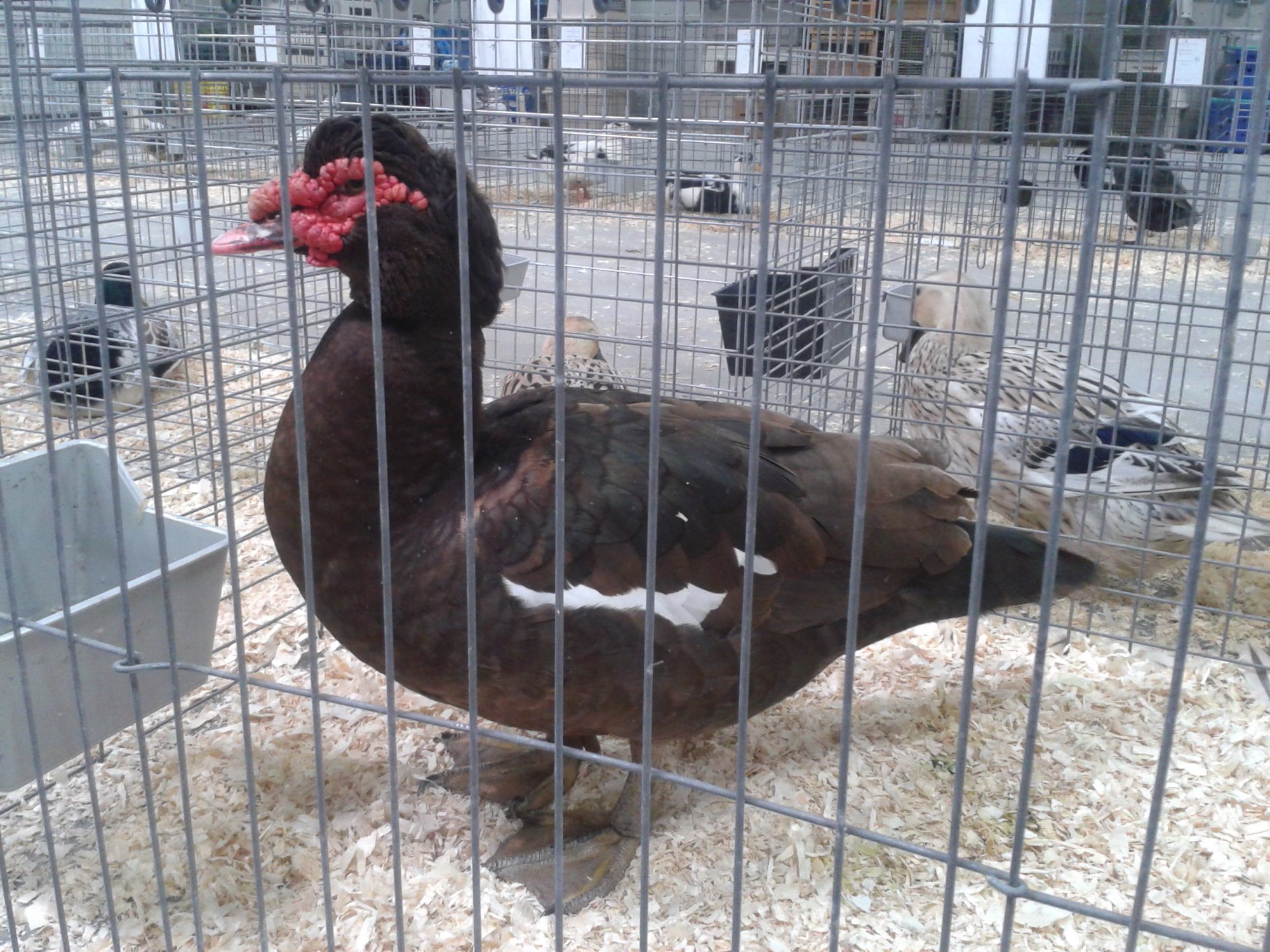 Keeping Muscovy Ducks Backyard Chickens Learn How To Raise Chickens