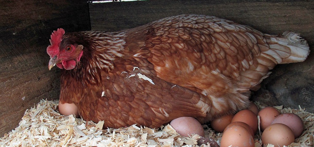 Major Factors Affecting Egg Production Backyard Chickens Learn How To Raise Chickens 