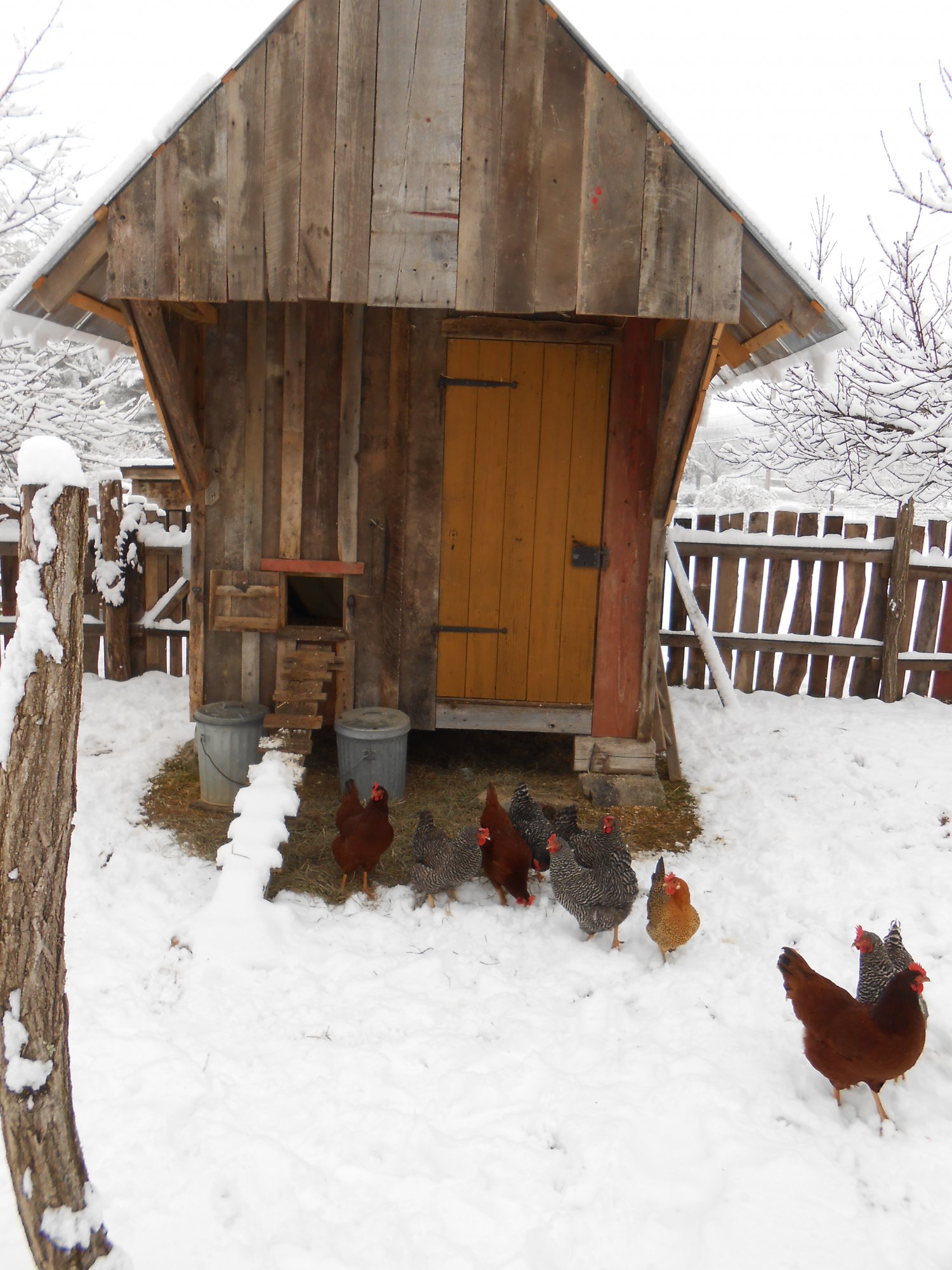 Old-fashioned Coop | BackYard Chickens - Learn How to Raise Chickens