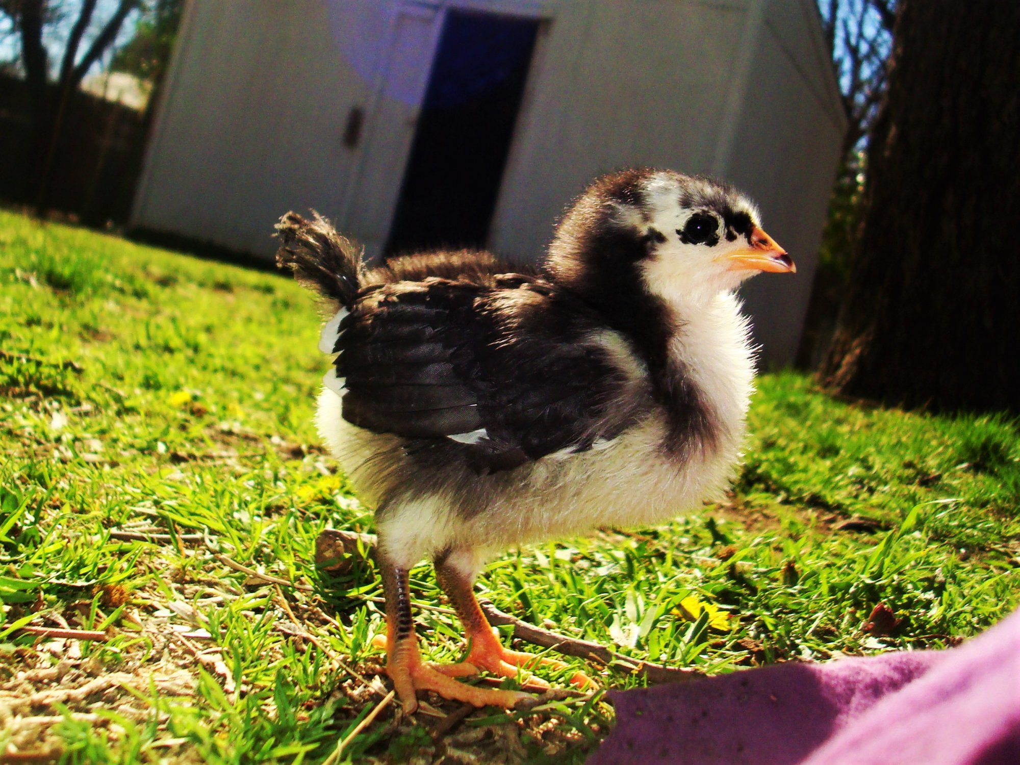 Raising And Taking Care Of Baby Chicks BackYard Chickens Learn How