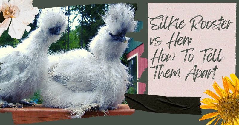 Silkie Rooster Vs Hen How To Tell Them Apart Backyard Chickens Learn How To Raise Chickens