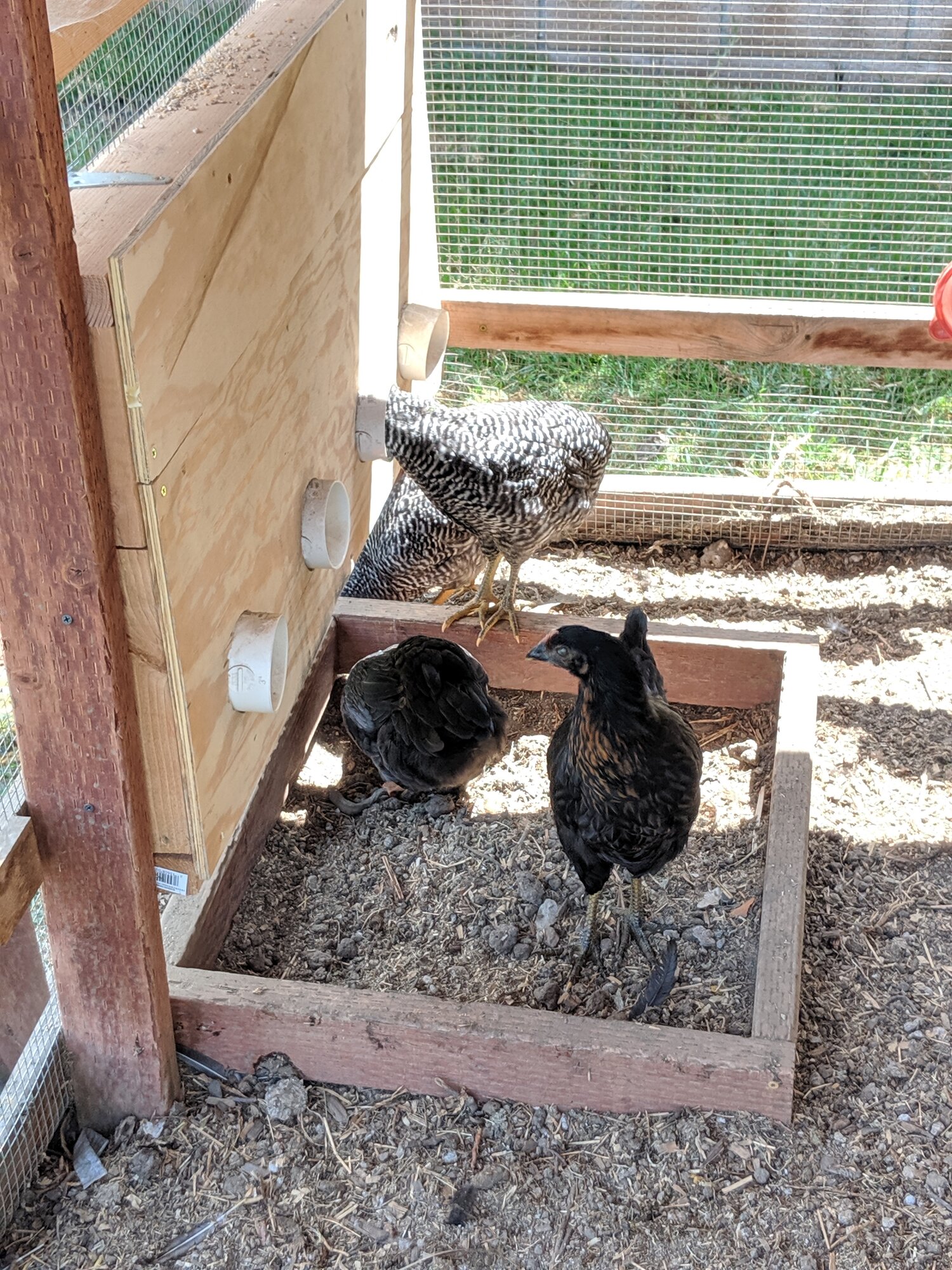 Space-Saving Feeder | BackYard Chickens - Learn How to Raise Chickens