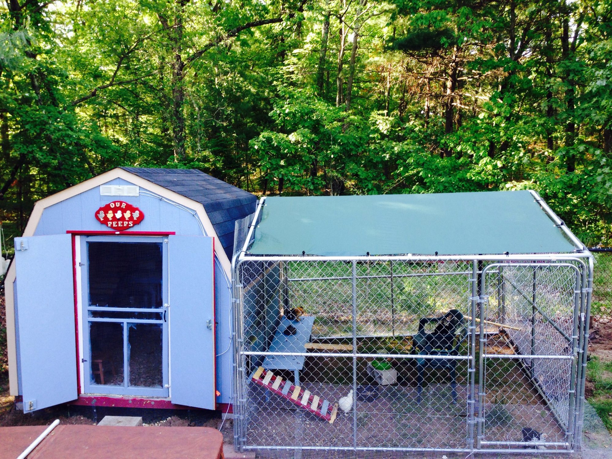 Taj ma coop/fort knox | BackYard Chickens - Learn How to Raise Chickens