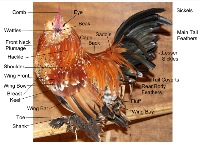The Anatomy and Physiology of the Chicken | The Skeletal System | BackYard  Chickens - Learn How to Raise Chickens