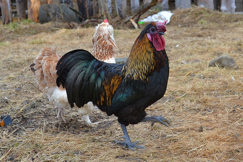 Why does my hen behave like a rooster - Chicken Coops and Tractors