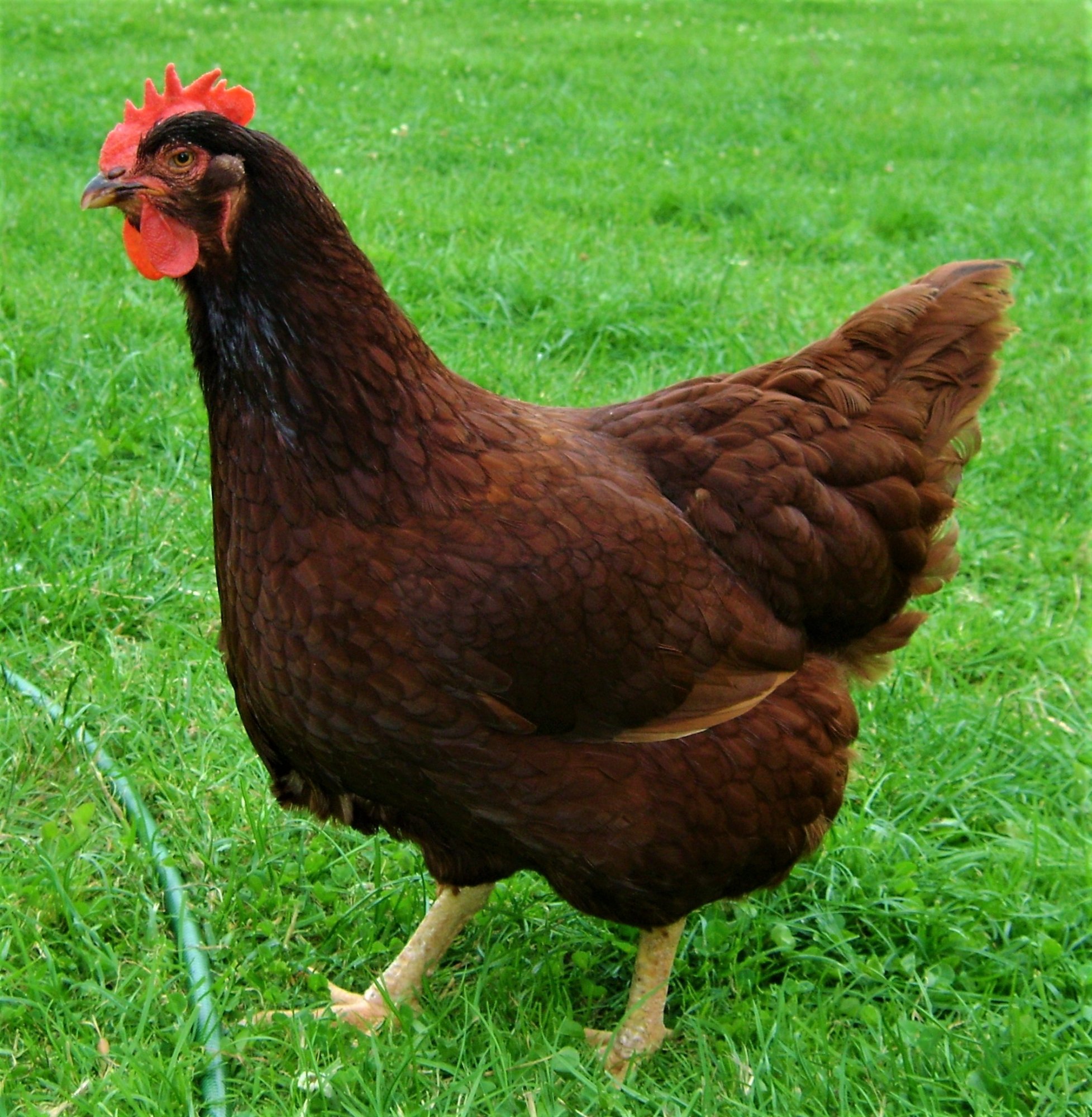 The Rhode Island Red Chicken Breed. | BackYard Chickens - Learn How to  Raise Chickens