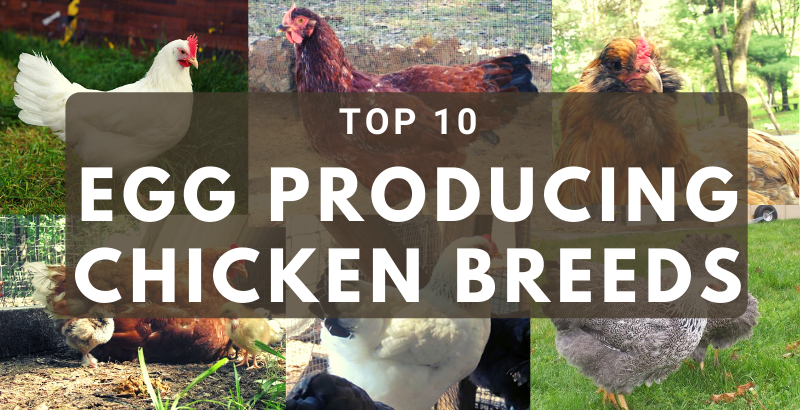 Chicken Breed Focus - Brahma - Pinterest