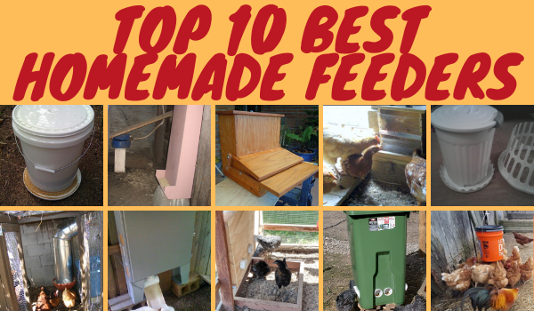 Top 10 Best Homemade Feeders.png
