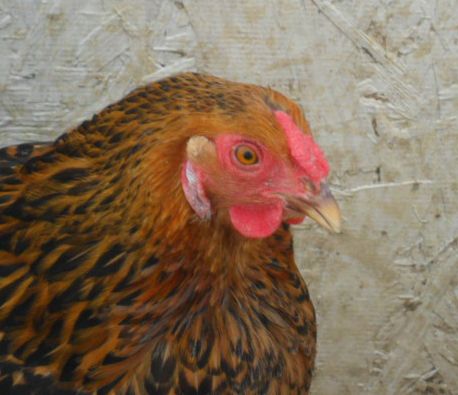 Understanding the Rose Comb Trait | BackYard Chickens - Learn How to Raise  Chickens