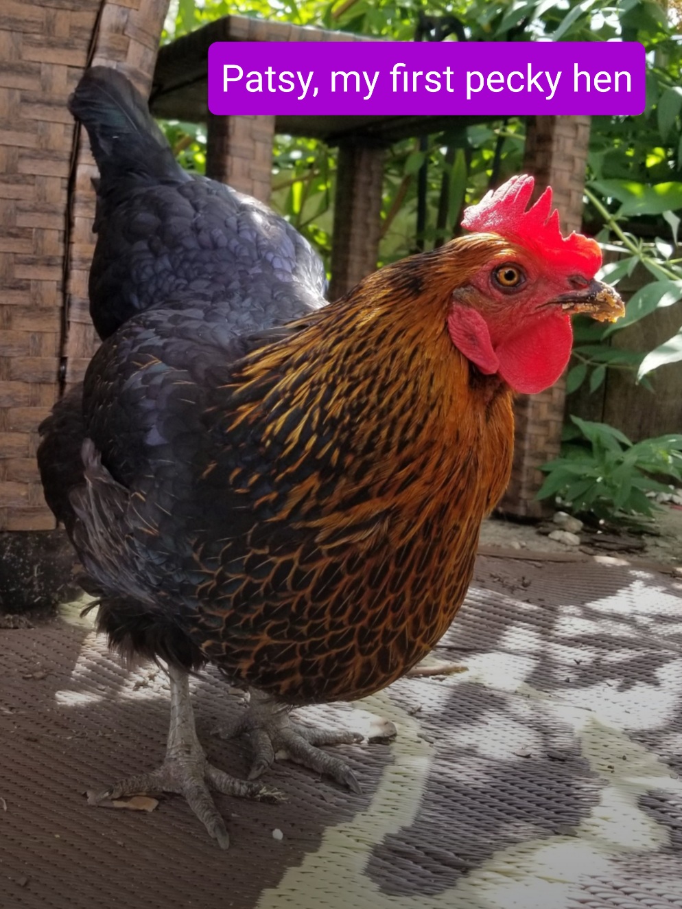 Why does my hen behave like a rooster - Chicken Coops and Tractors