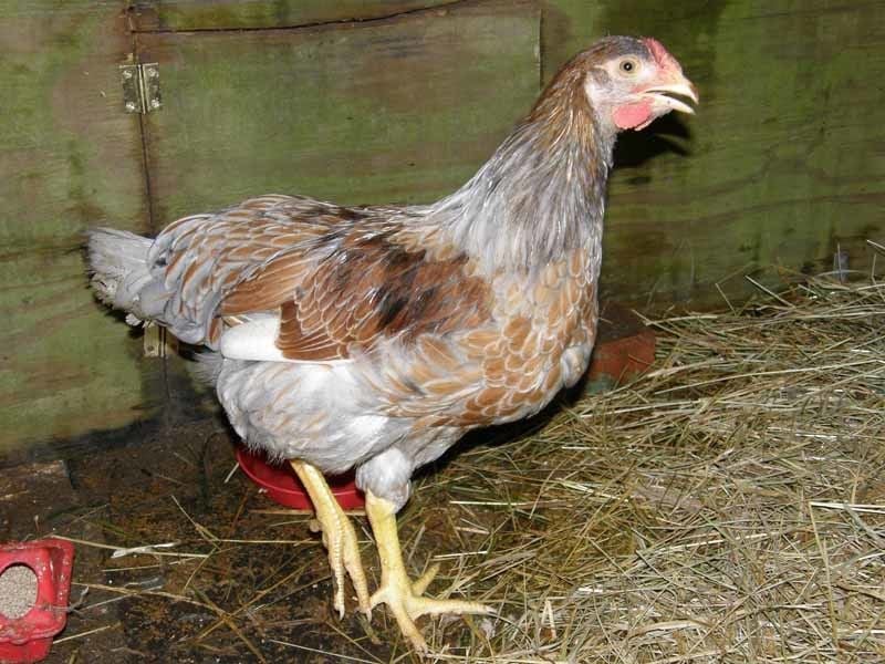 Blue Laced Wyandotte Hen or Roo? | BackYard Chickens - Learn How to Raise Chickens