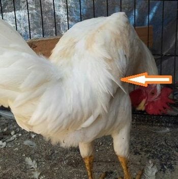 Pics that show the diff between rooster & hen saddle feathers? | BackYard  Chickens - Learn How to Raise Chickens