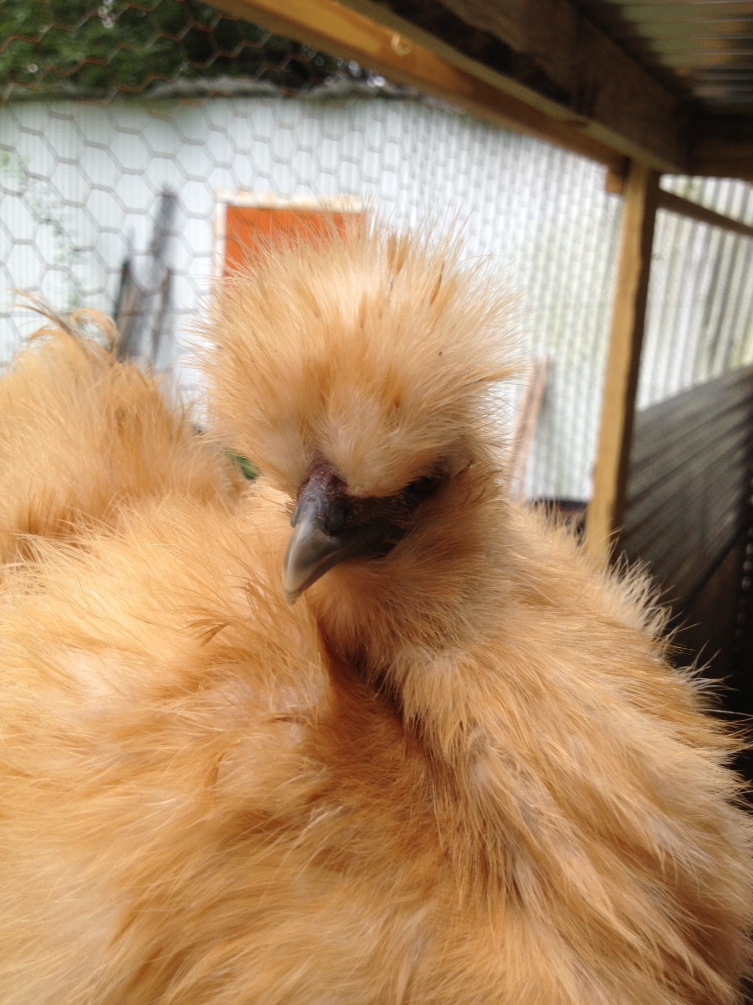 Sexing Silkies Pic Heavy Backyard Chickens Learn How To Raise Chickens