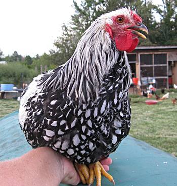 CAROLINA CHICKENSTOCK FALL 2012 | Page 18 | BackYard Chickens