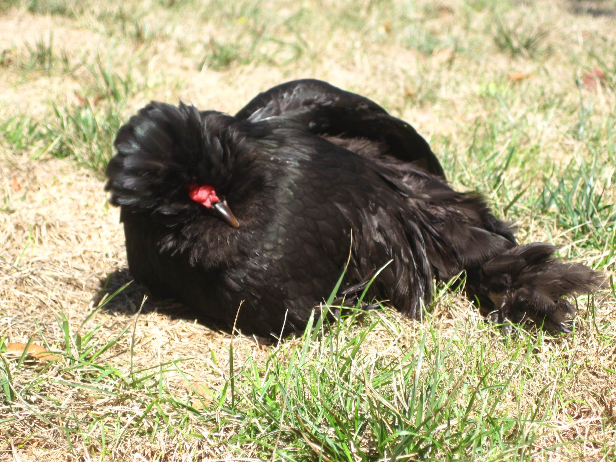 Sunbathing Silkies. | BackYard Chickens - Learn How to Raise Chickens