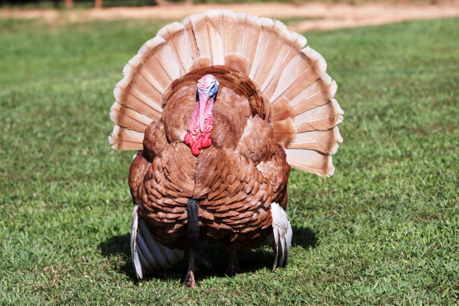 Cutest, Prettiest, Handsomest Turkeys | Page 2 | BackYard Chickens - Learn  How to Raise Chickens