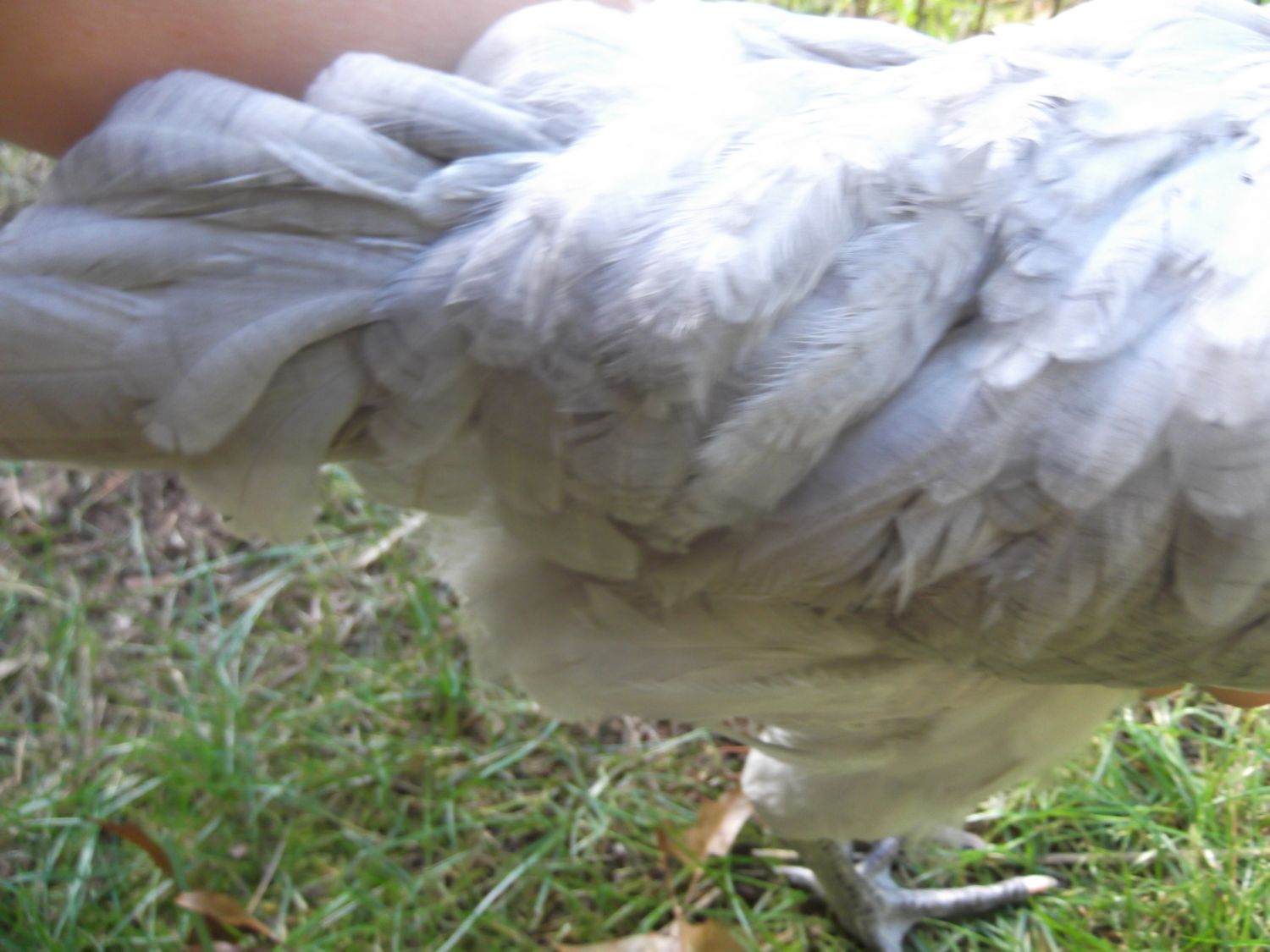 Saddle Feathers? *pics* | BackYard Chickens - Learn How to Raise Chickens