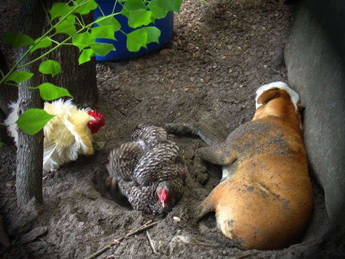 pitbulls and chickens BackYard Chickens Learn How to Raise Chickens