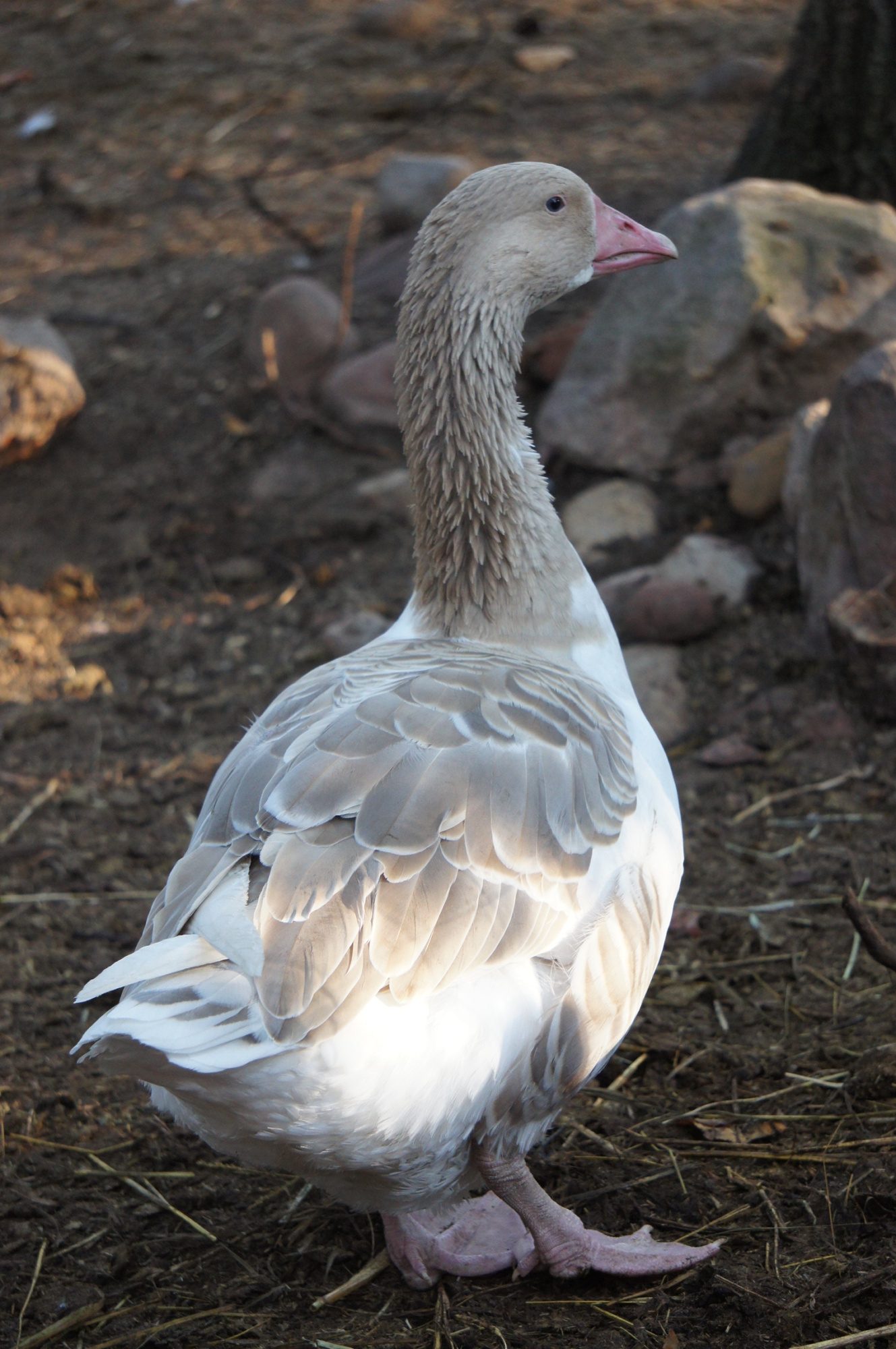 American Saddleback Pomeranian Geese