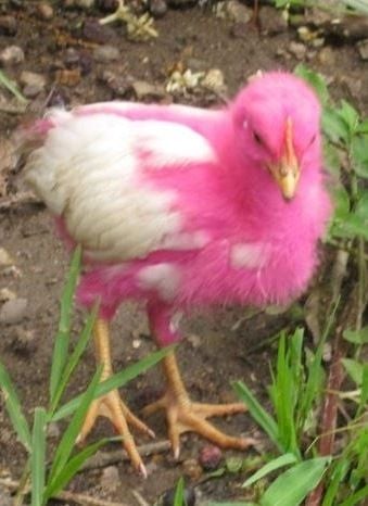 pink chickens