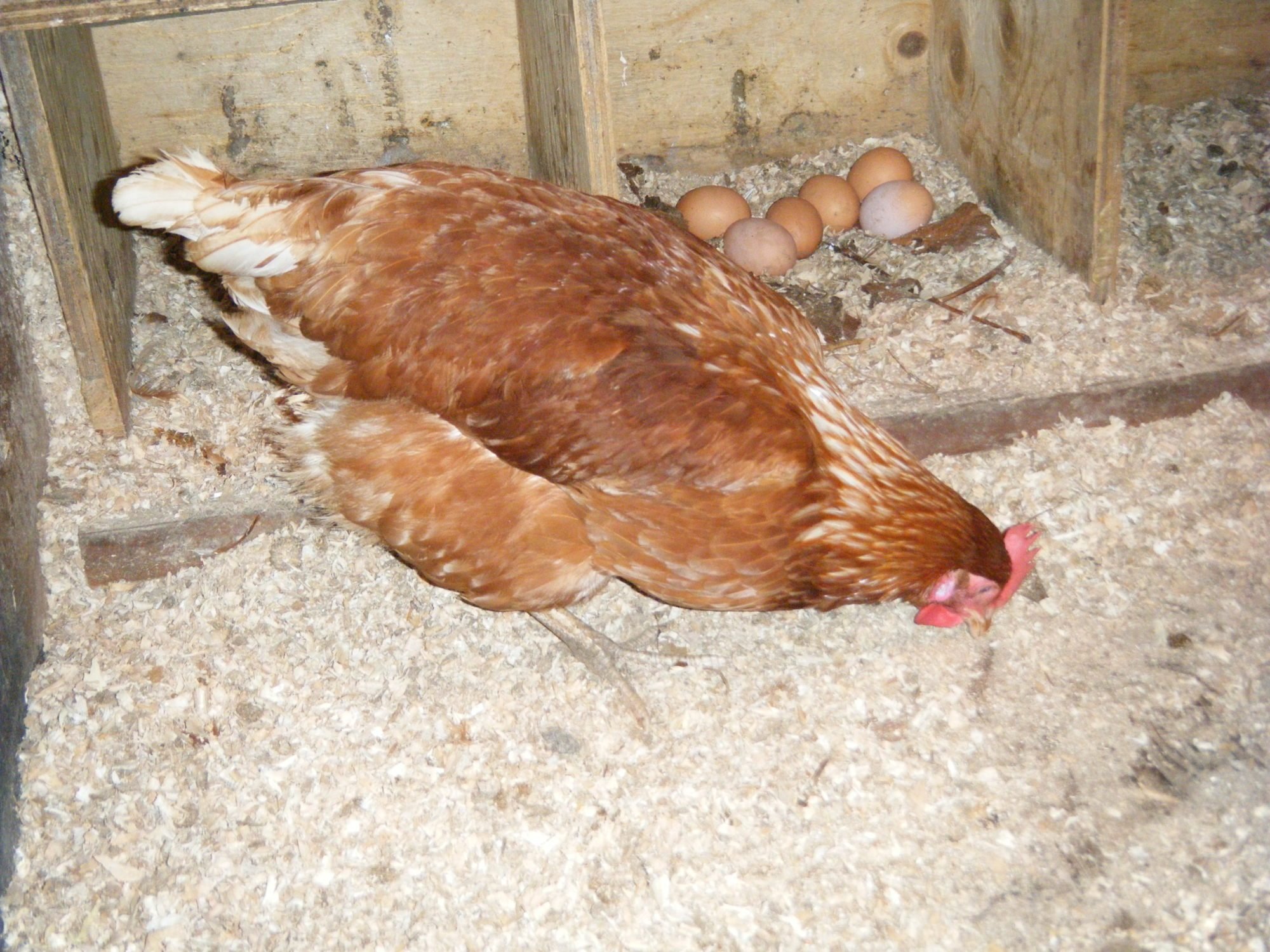 Lohman Browns! | BackYard Chickens - Learn How to Raise Chickens