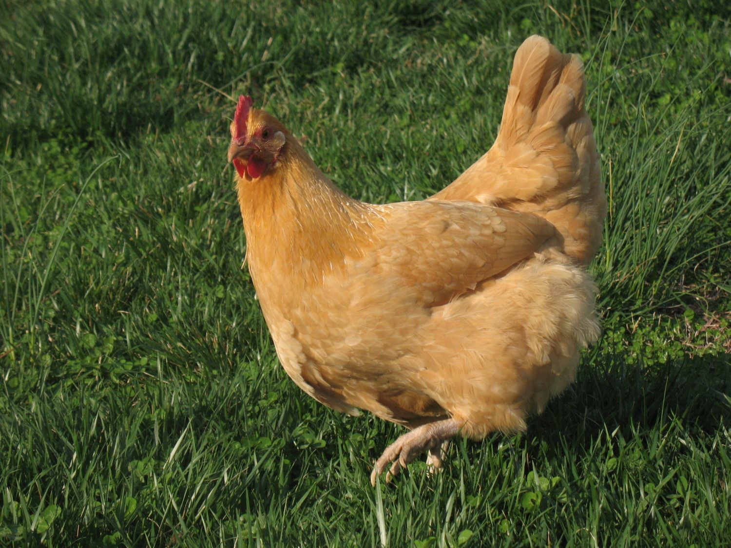 Buff Orpingtons vs. Buff Rock | BackYard Chickens - Learn How to Raise  Chickens