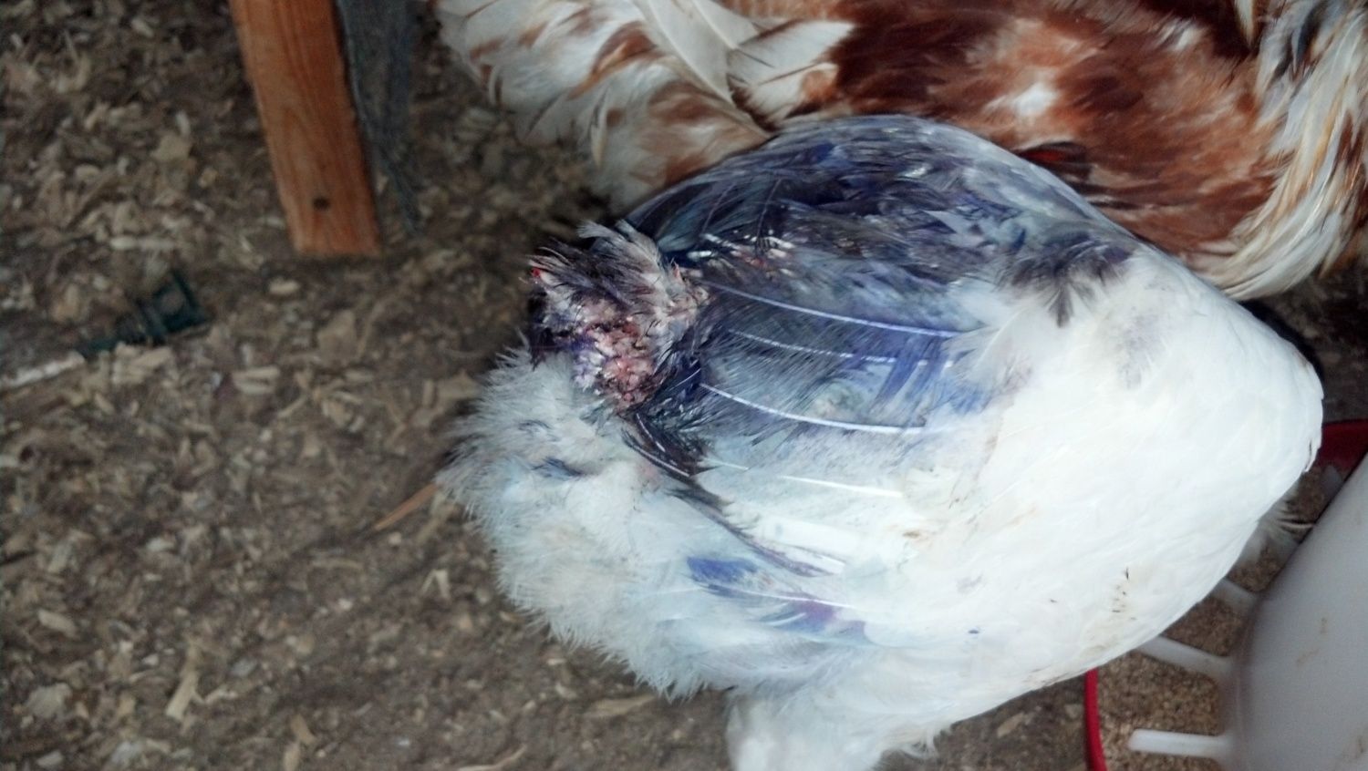 Blue-kote and Rooster Booster are not working  BackYard Chickens -  Learn How to Raise Chickens