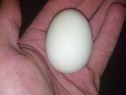 Buff Orpington Egg Color | BackYard Chickens - Learn How to Raise Chickens