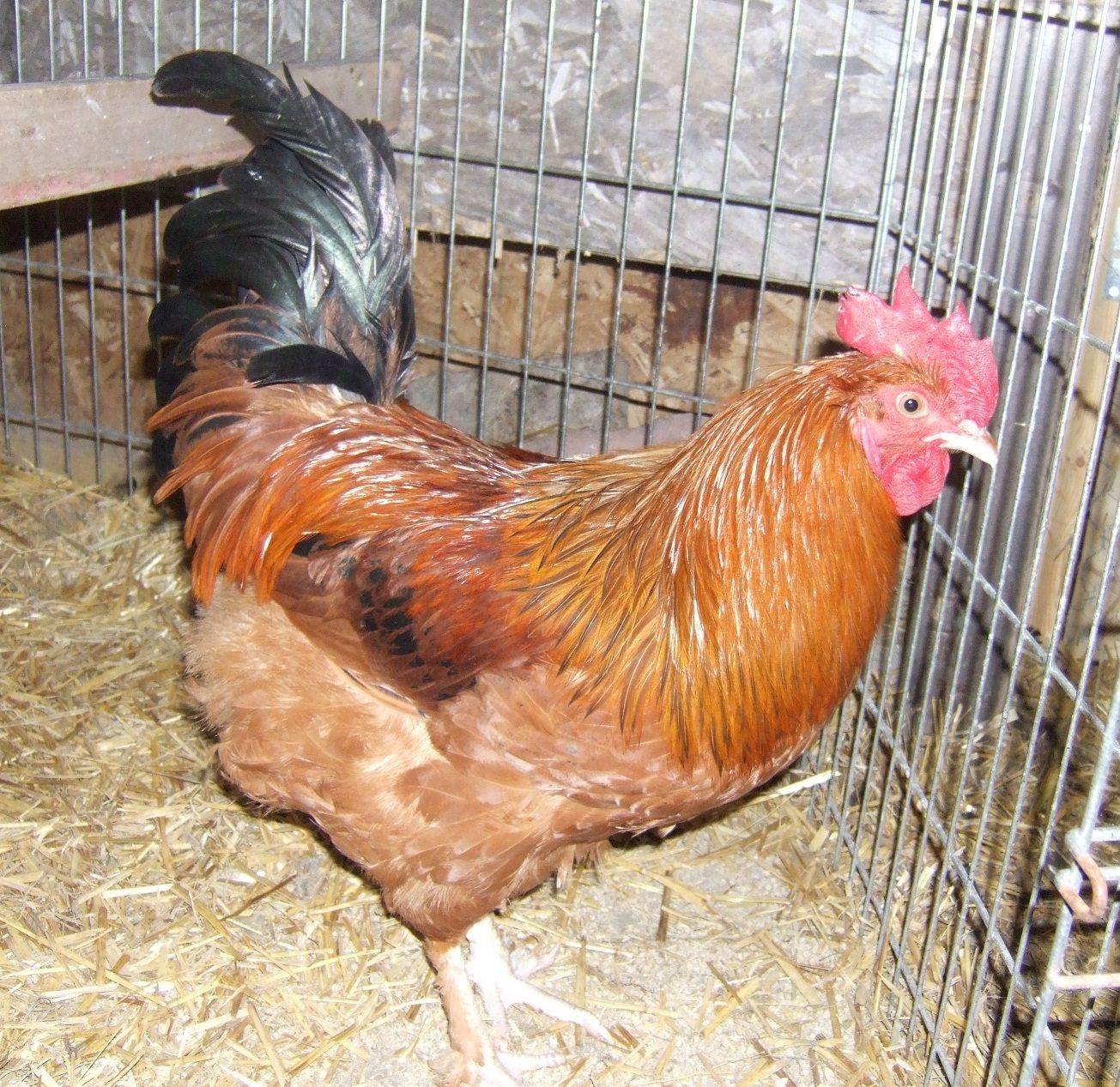is this a French Black Tail Buff Maran......? | BackYard Chickens - Learn  How to Raise Chickens