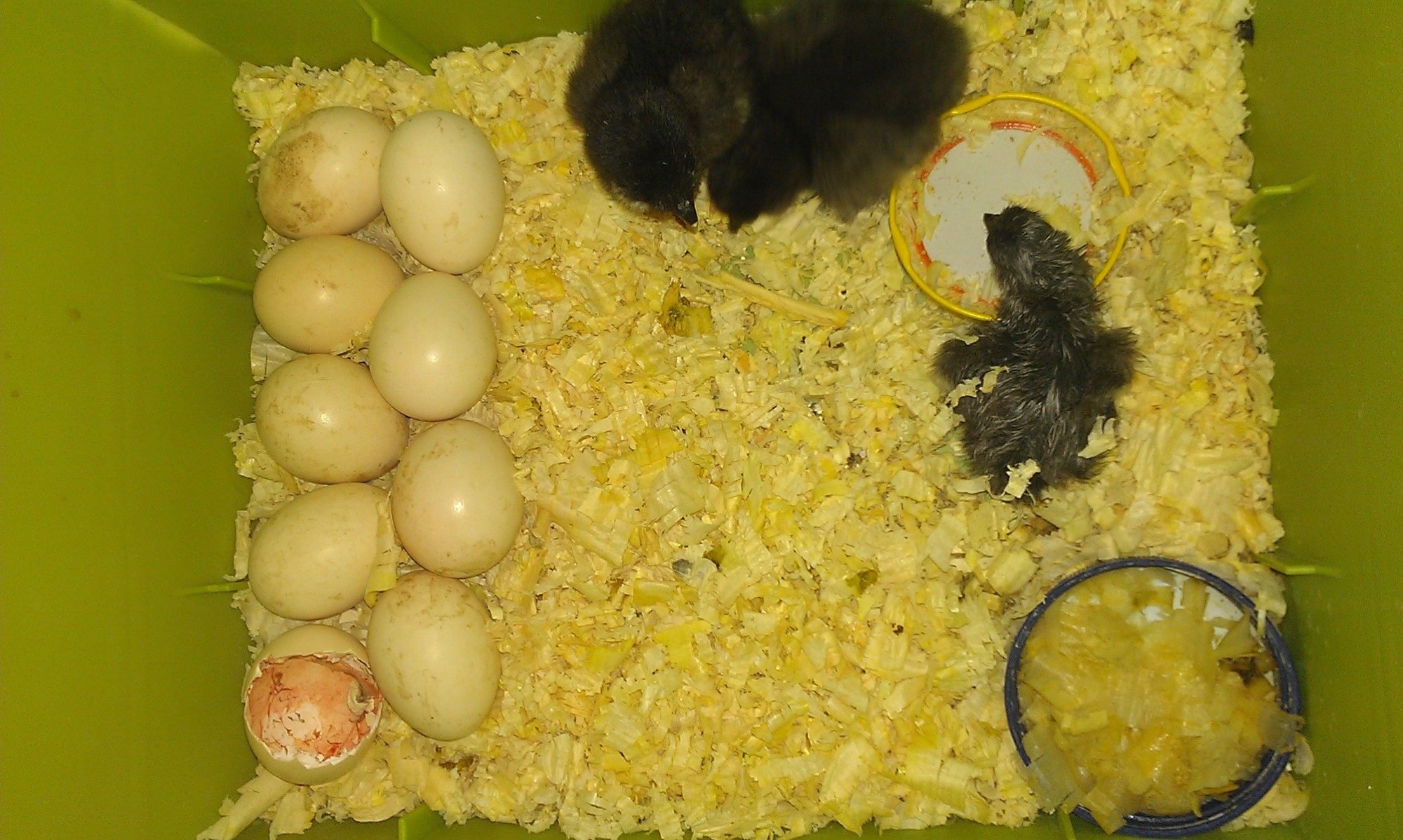 Hatching Eggs Under A Heat Lamp | BackYard Chickens - Learn How to Raise  Chickens