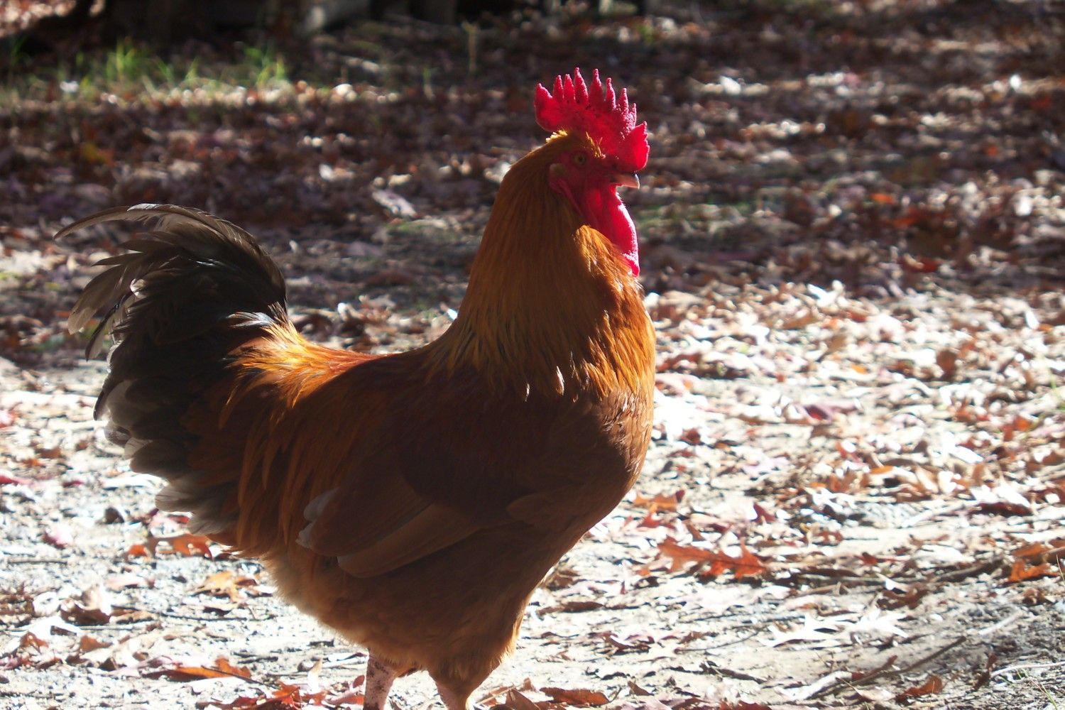 When is a chicken fully grown? | BackYard Chickens - Learn How to Raise  Chickens