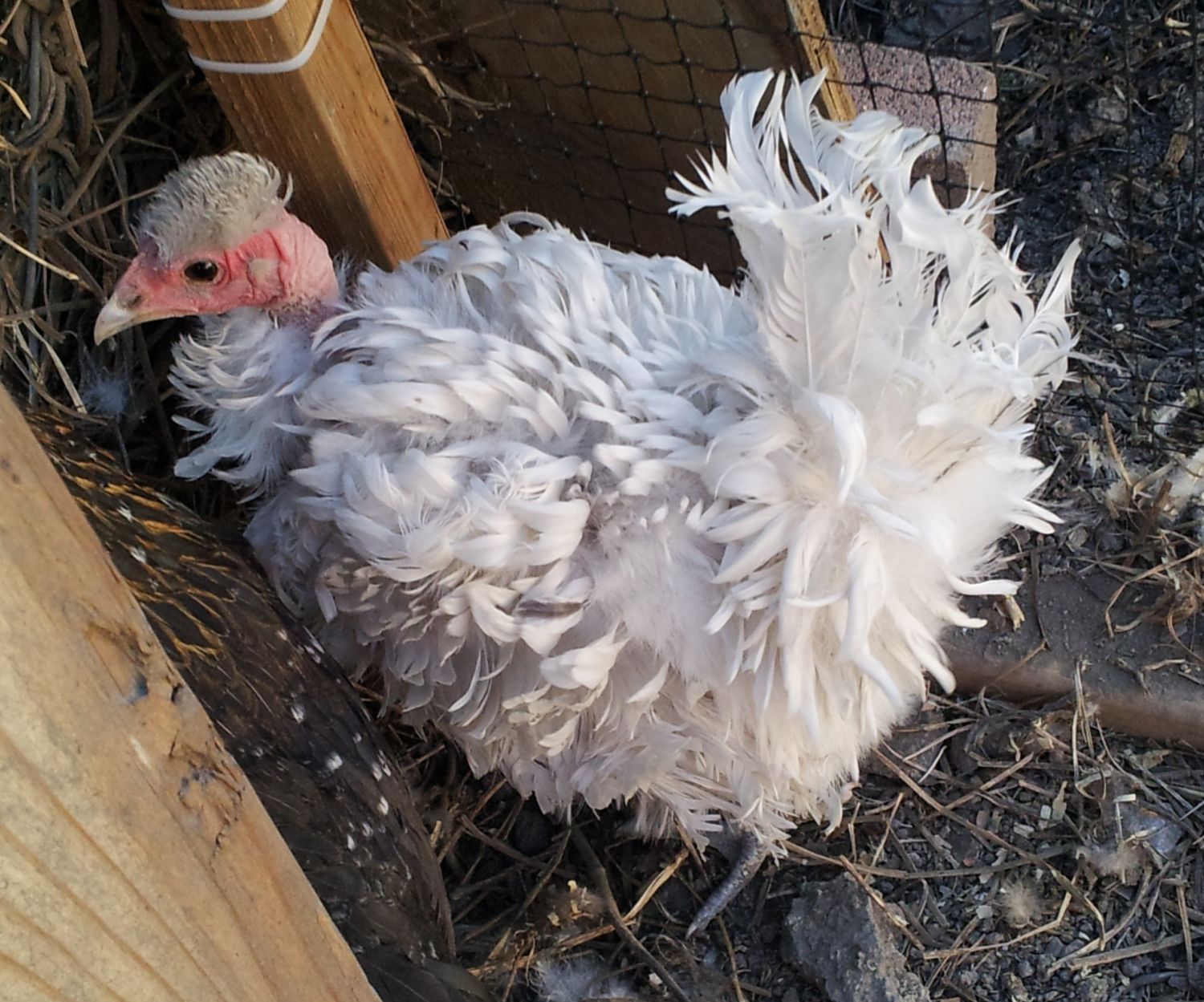 Hen Or Roo Frizzled Naked Neck Backyard Chickens