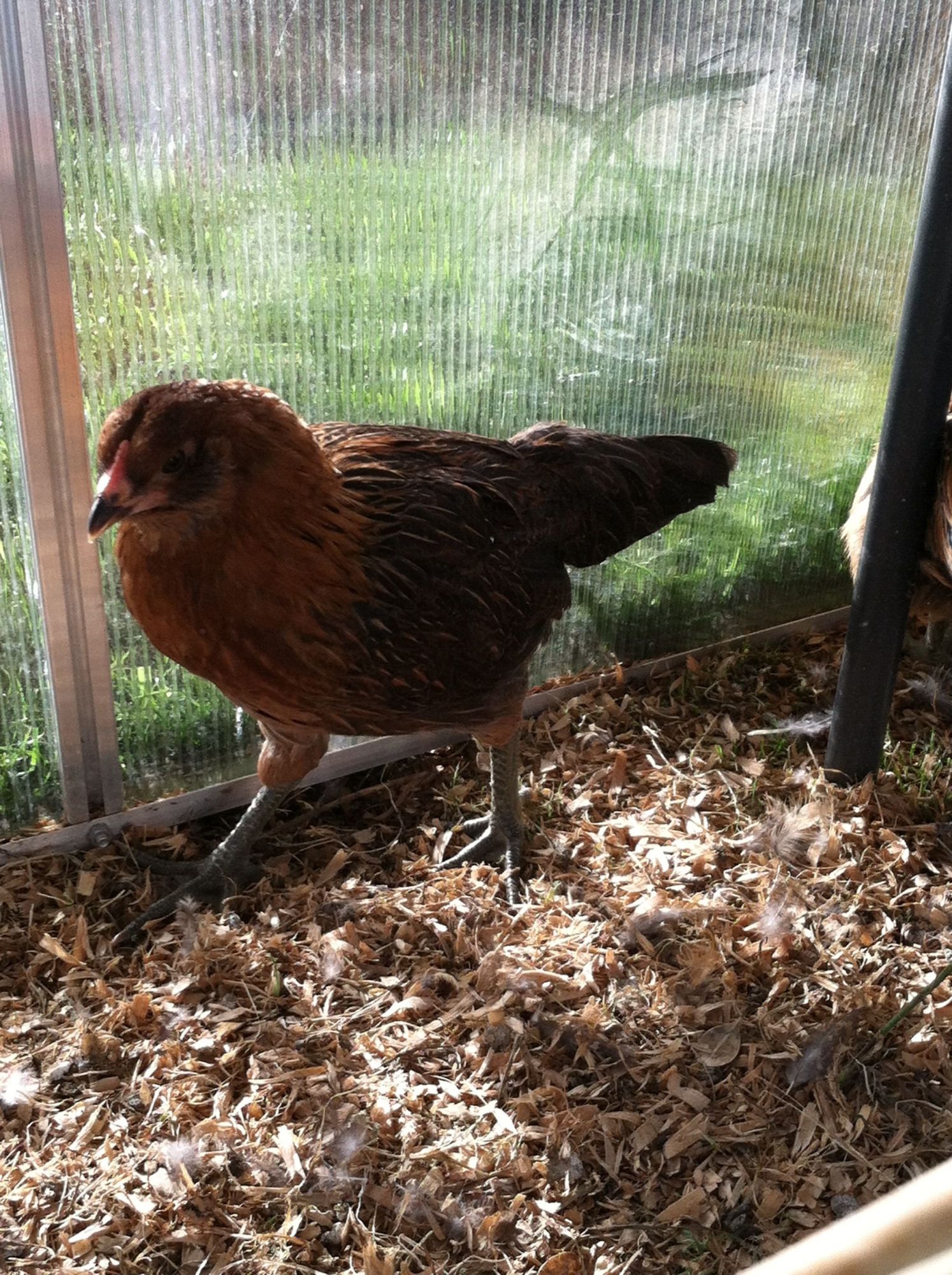 Ee Pullet Or Roos Backyard Chickens Learn How To Raise Chickens 