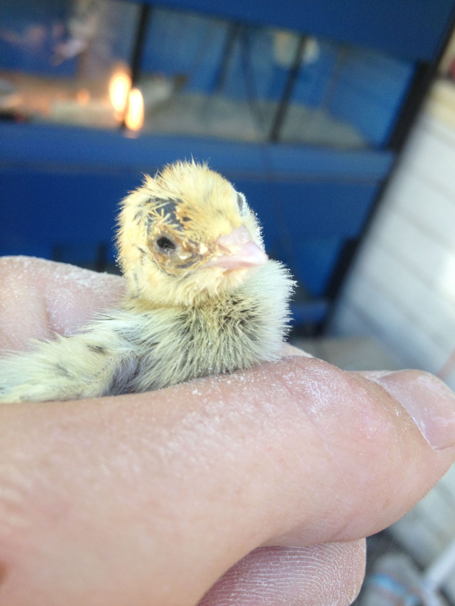 Quail Chick With One Crusty Swollen Eye Page 2 Backyard Chickens Learn How To Raise Chickens