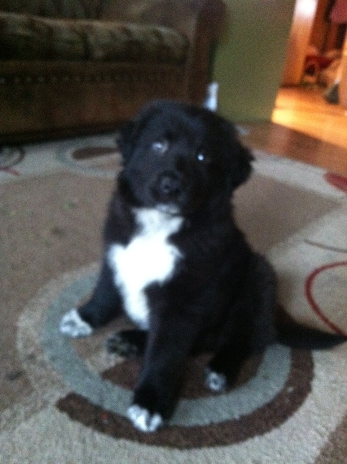 Newfie border 2024 collie mix