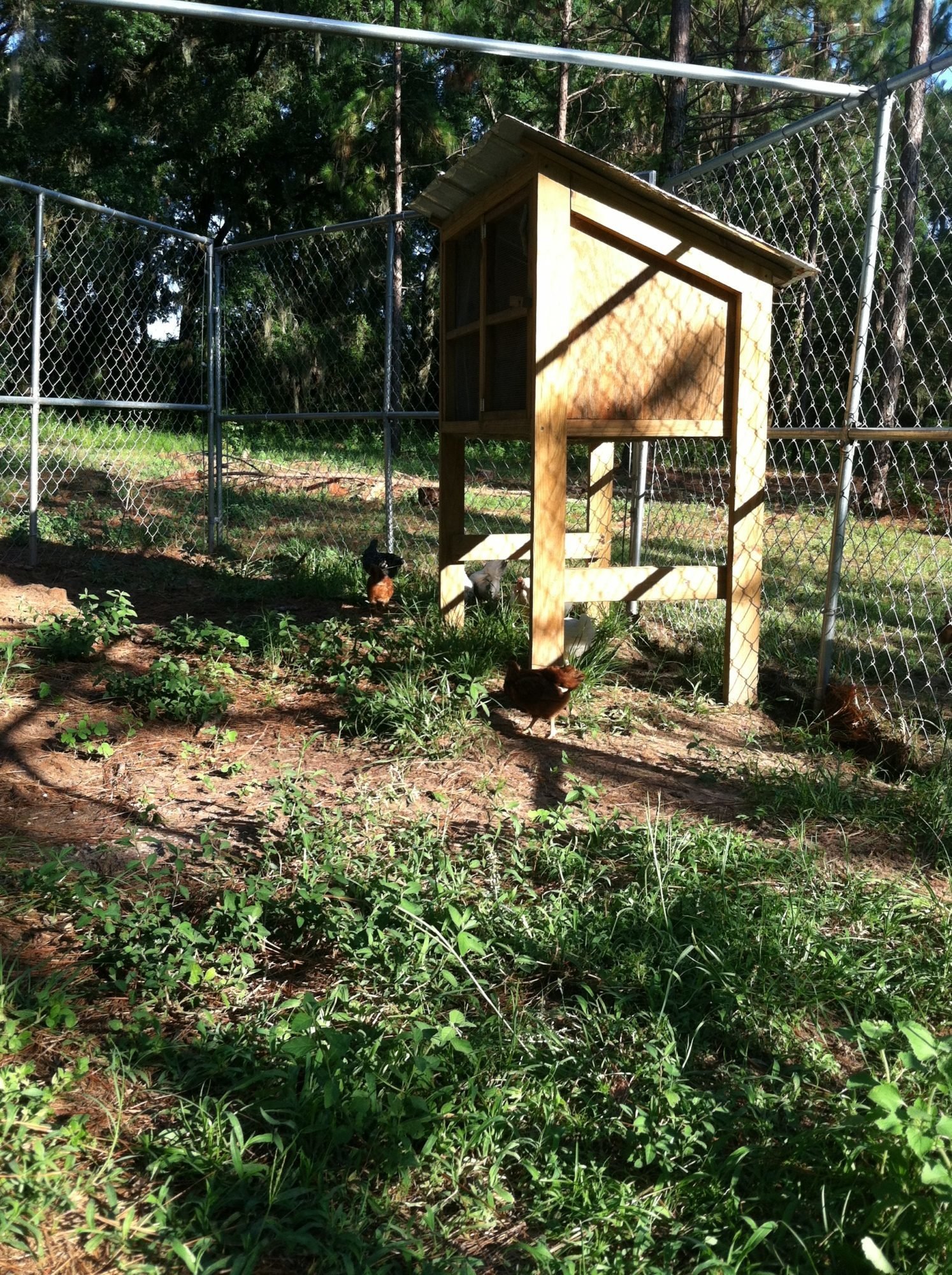 Pros and cons of chain link panels for run? | BackYard Chickens - Learn How  to Raise Chickens