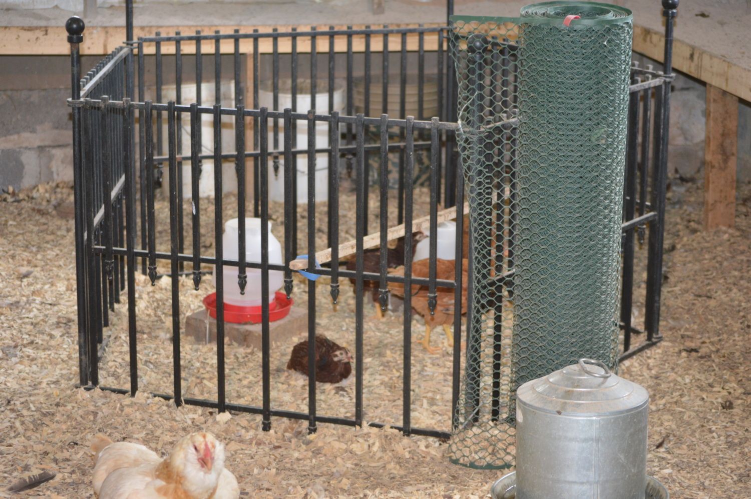 Blue-kote and Rooster Booster are not working  BackYard Chickens -  Learn How to Raise Chickens