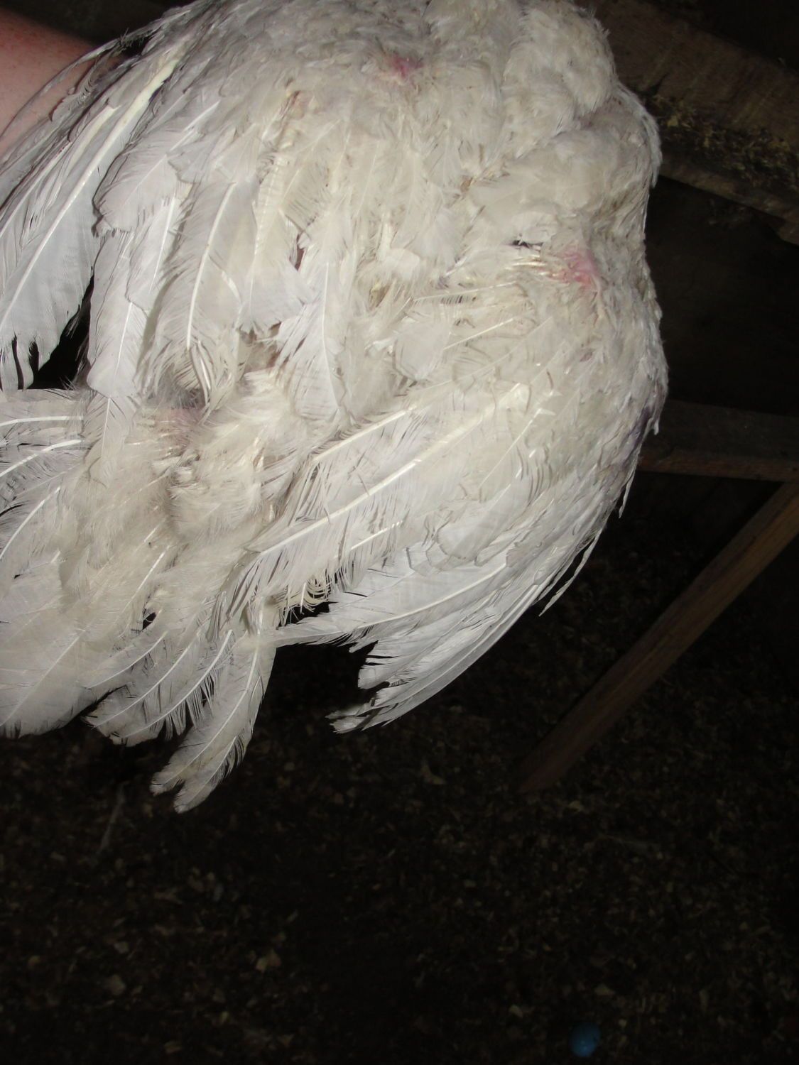 Sex Of My White Turkey Poult 12 Weeks Old Backyard Chickens Learn