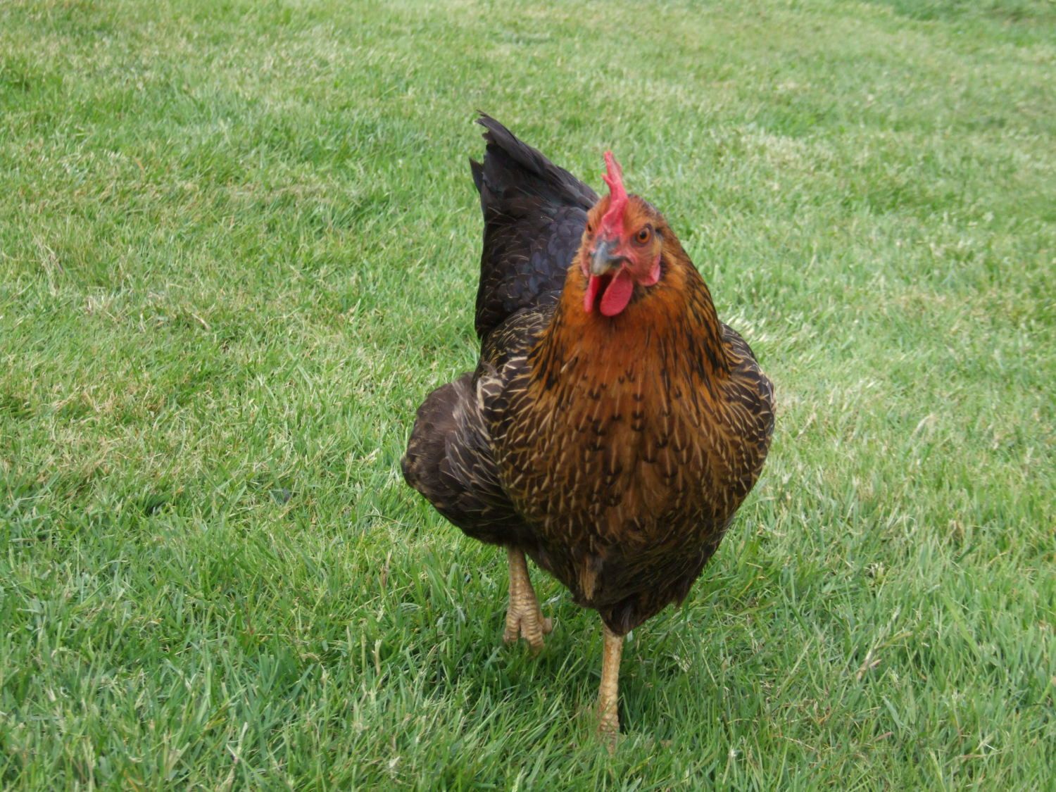 Very worried - Chicken's feet and legs turned blue / grey - rhubarb  poisoning or scaly leg? | BackYard Chickens - Learn How to Raise Chickens