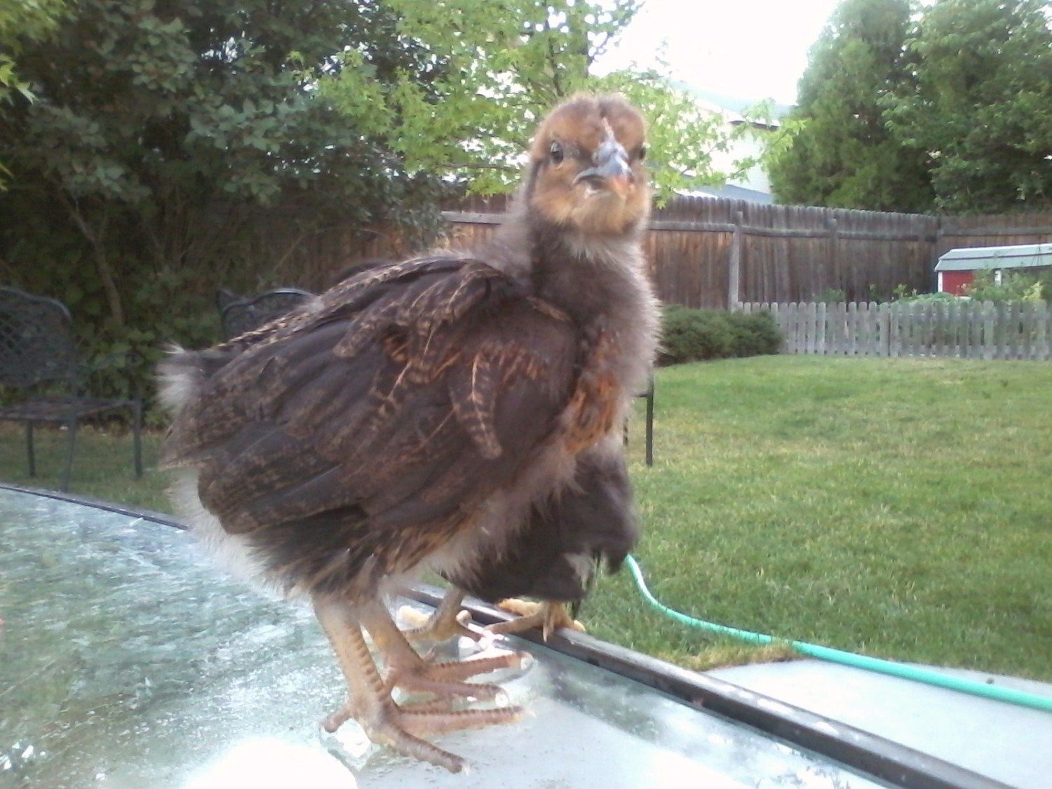 Herriot A Black Sex Link Chick 75 Weeks Old Backyard Chickens Learn How To Raise Chickens 