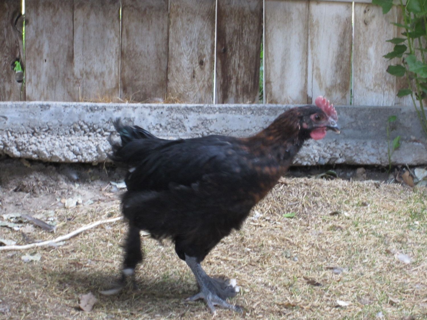 Black Copper Marans Cockerel Or Pullet Backyard Chickens Learn How To Raise Chickens 