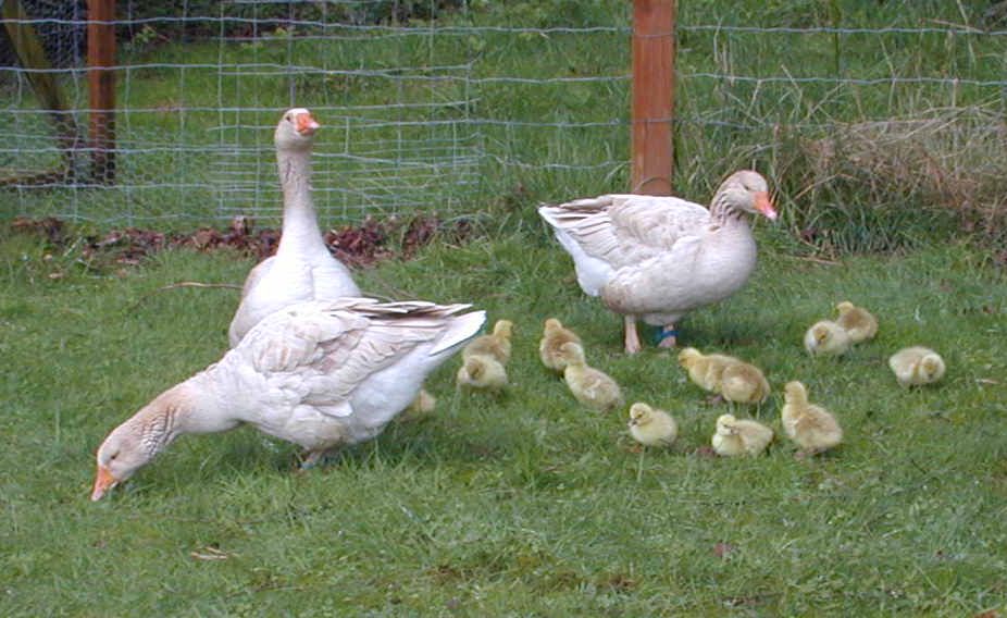 They hatched 13! American Buff geese | BackYard Chickens - Learn How to  Raise Chickens