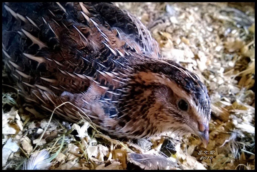 Quail on Deep Litter - Why it Works | BackYard Chickens - Learn How to  Raise Chickens
