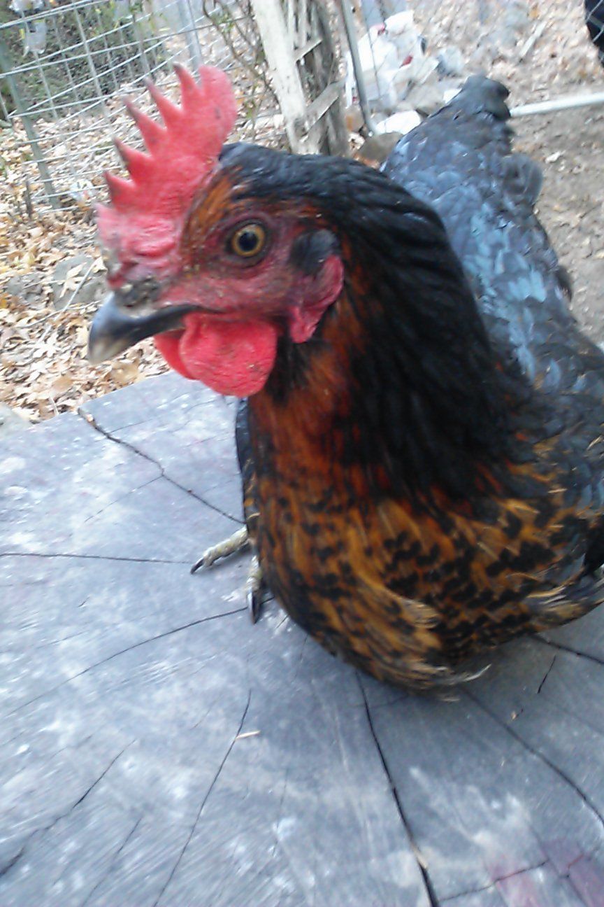 Roo or Hen?? (Pictures) Somewhat Scrawny Black Sex-Link | BackYard Chickens  - Learn How to Raise Chickens