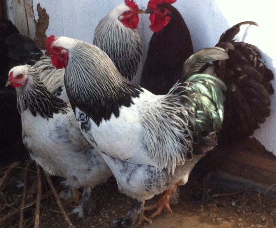 Jersey Giant X Light Brahma?  BackYard Chickens - Learn How to Raise  Chickens