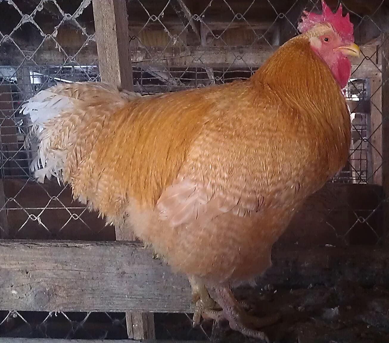 Buff Orpington x Barred Rock results (pics) | Page 6 | BackYard Chickens -  Learn How to Raise Chickens