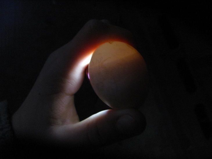 What do rotten eggs look like when you candle them? Like this? | BackYard  Chickens - Learn How to Raise Chickens